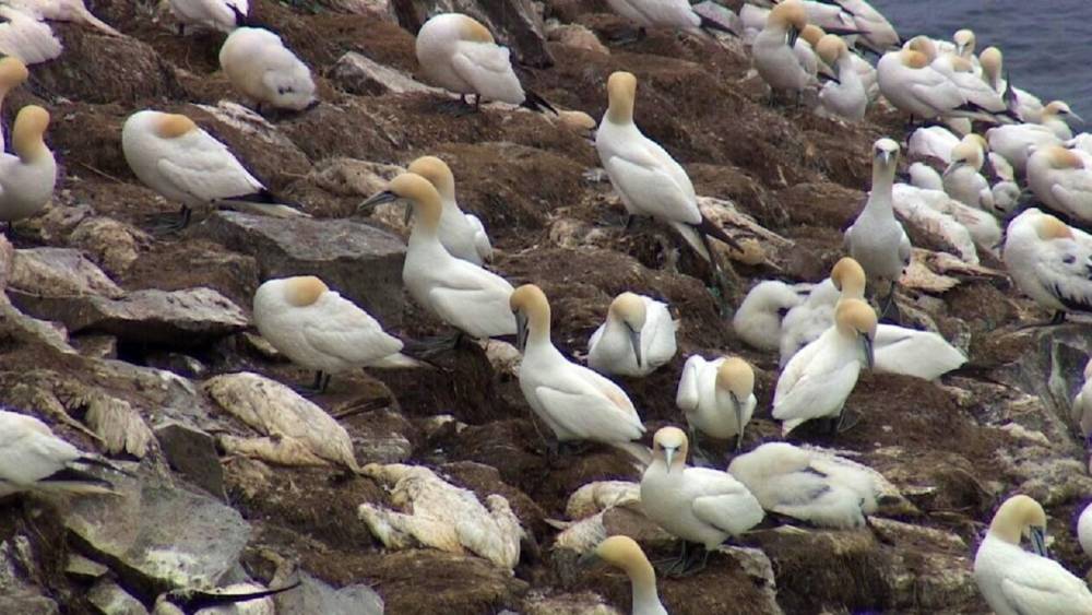 Cambodge : quatrième décès de la grippe aviaire en 2025
