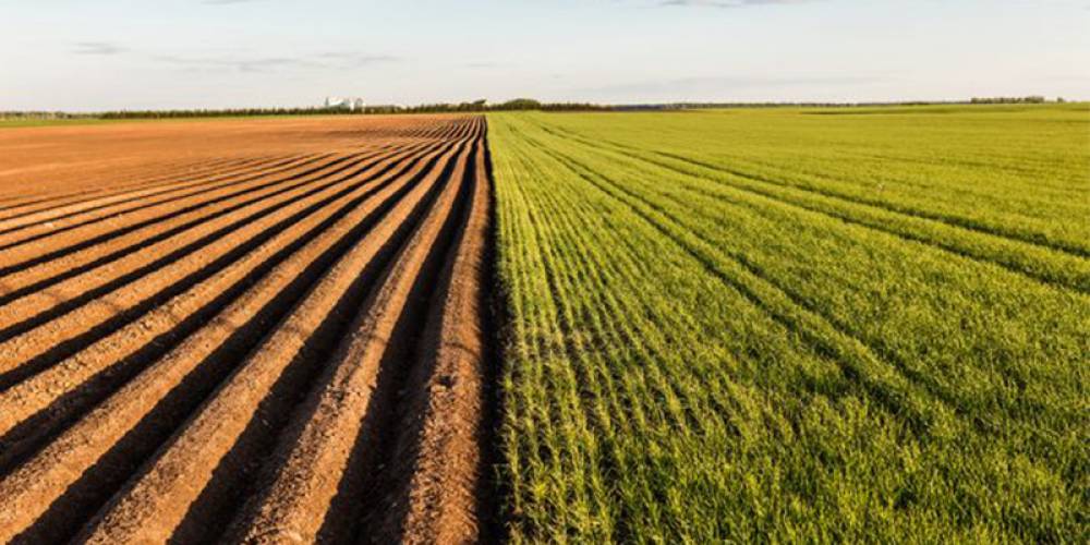 Productivité agricole : L’INRA et Syngenta dévoilent les résultats des essais