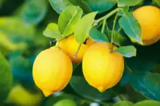 Maroc : Les exportations de citrons rebondissent après quatre ans de déclin