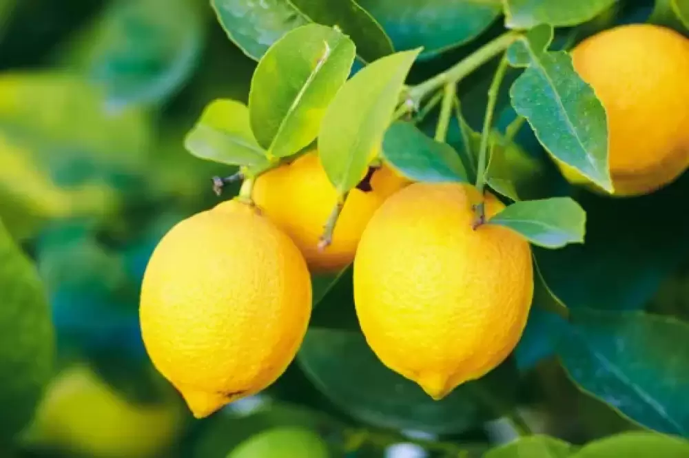Maroc : Les exportations de citrons rebondissent après quatre ans de déclin