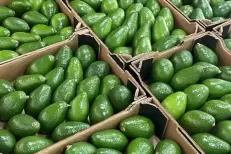 Le Maroc franchit le cap des 100.000 tonnes d’avocats exportées