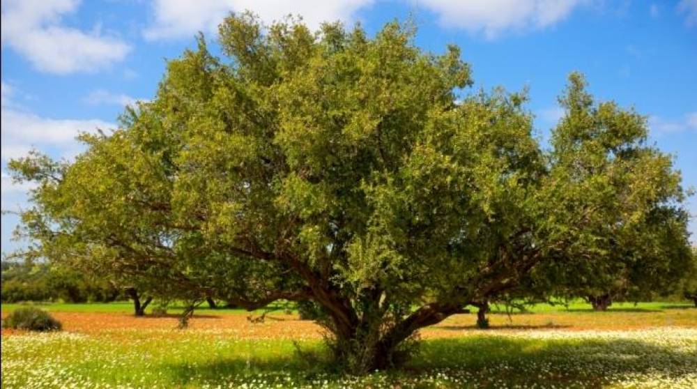 Le Maroc célèbre samedi la Journée internationale de l'Arganier sous le signe de la lutte contre les effets des changements climatiques