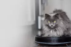 Avec cette IA, ce géant chinois veut traduire les miaulements de votre chat