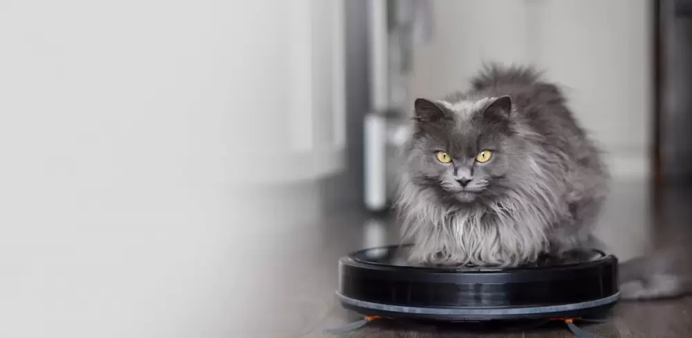 Avec cette IA, ce géant chinois veut traduire les miaulements de votre chat