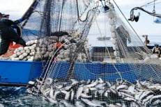 Pêche : hausse de la valeur des produits commercialisés de 2% à fin avril (ONP)