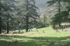 Lancement à Rabat d’un projet de jumelage Maroc-UE pour une gestion durable des forêts