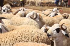 Aid Al-Adha: mesures temporaires pour réglementer la commercialisation et la vente du bétail destiné au sacrifice