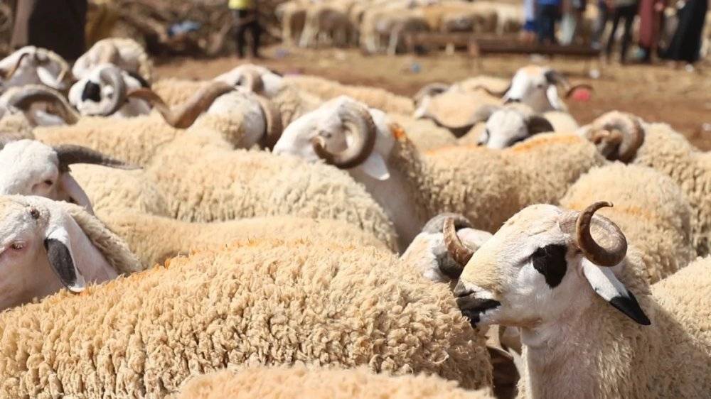Aid Al-Adha: mesures temporaires pour réglementer la commercialisation et la vente du bétail destiné au sacrifice