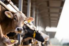 Le Maroc s’impose comme le deuxième importateur mondial de bovins vivants brésiliens
