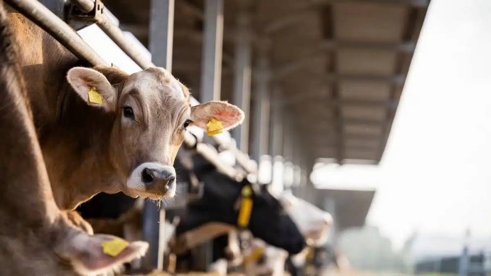 Le Maroc s’impose comme le deuxième importateur mondial de bovins vivants brésiliens