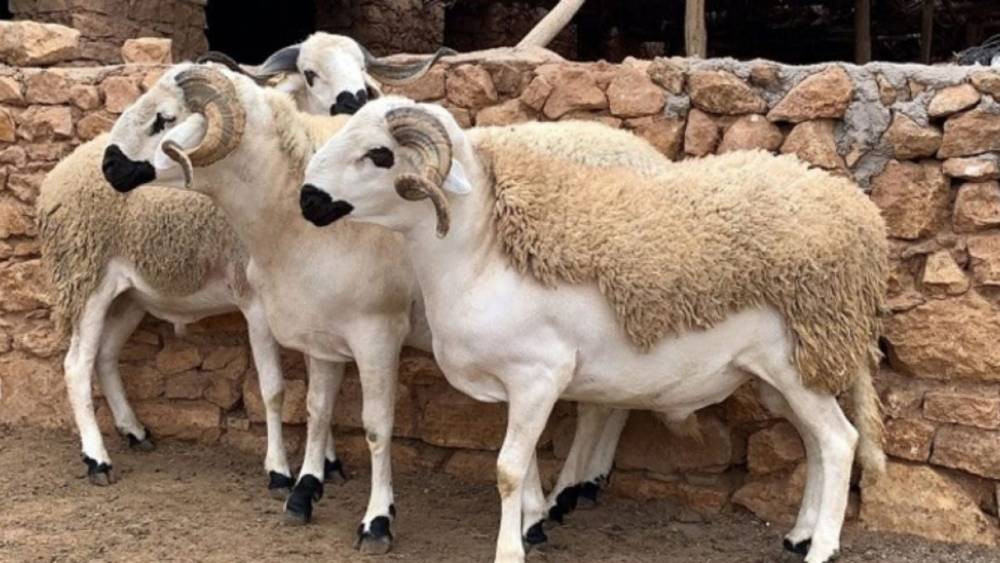 Aïd al-Adha 2026 : l’endettement des ménages marocains inquiète les syndicats