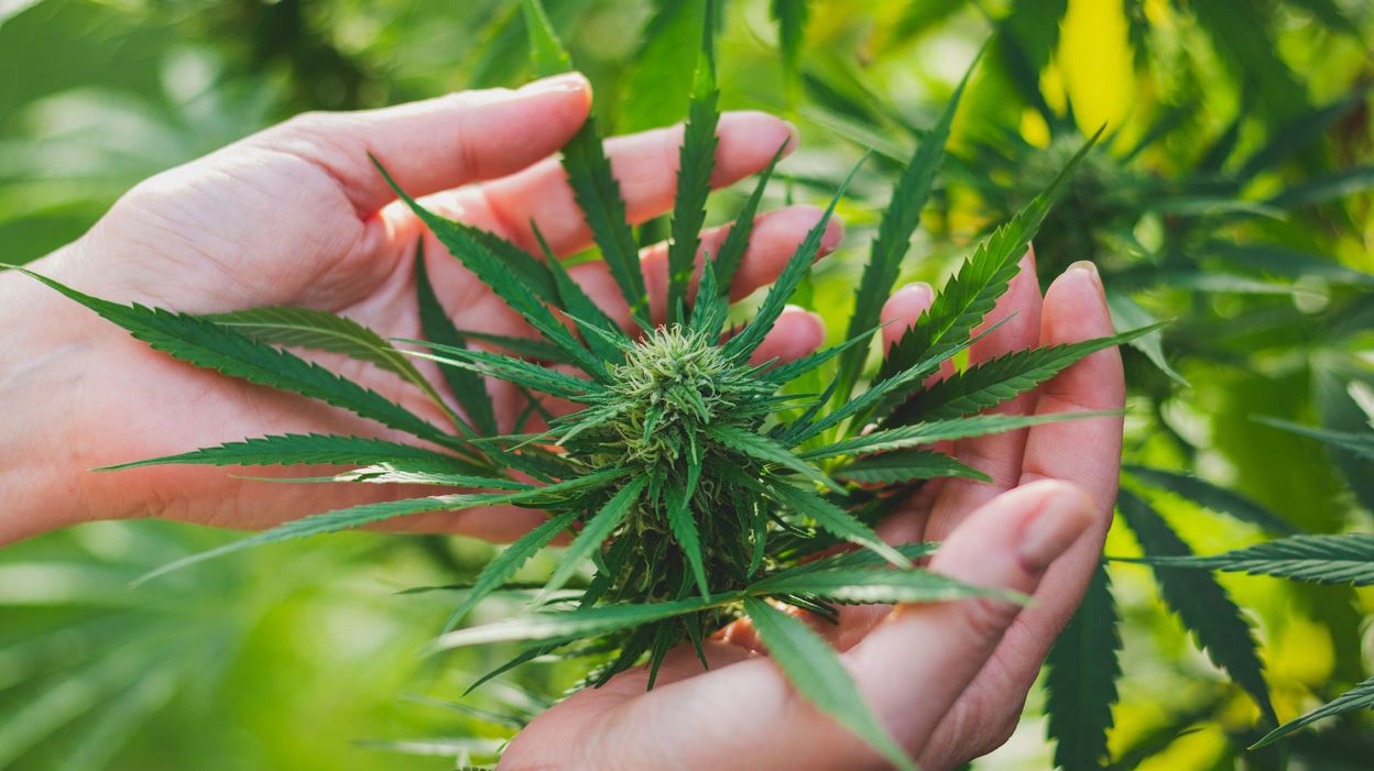 L'Argentine légalise la culture pour usage personnel et thérapeutique du cannabis
