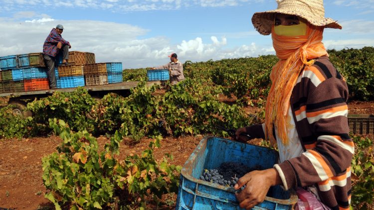 PLF 2021 : les agriculteurs fulminent