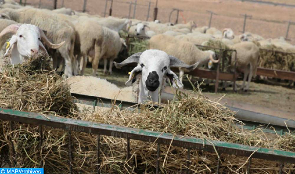 Élevage/chaîne alimentaire: le Maroc en mesure de mener à bien la lutte contre l’antibiorésistance (ONSSA)