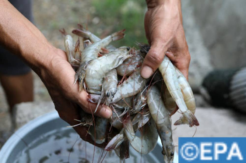 Jerada : Inauguration d’une unité de décorticage des crevettes, 1.000 emplois à la clé