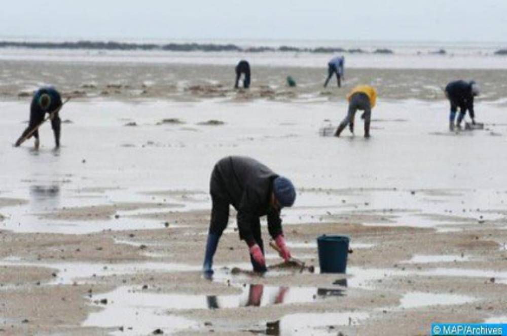 Dakhla : levée de l’interdiction sur la récolte et la commercialisation des coquillages dans la zone de Boutalha coque