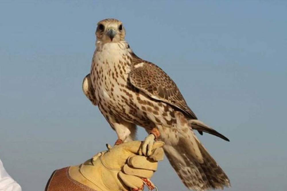 Marrakech : Démantèlement d'un réseau international spécialisé dans le trafic illégal d'aigles