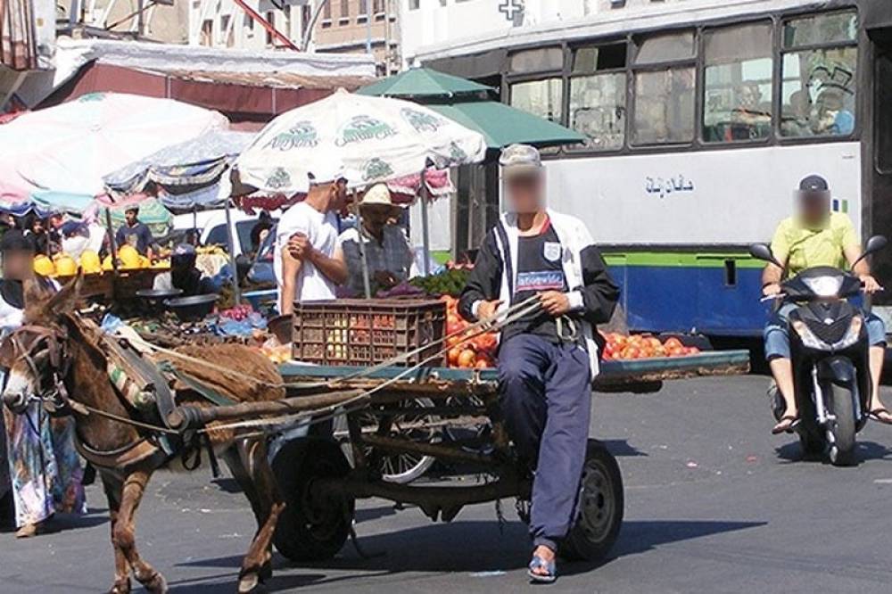 Charrettes à traction animale : Le Conseil de Casablanca a du mal à y mettre fin