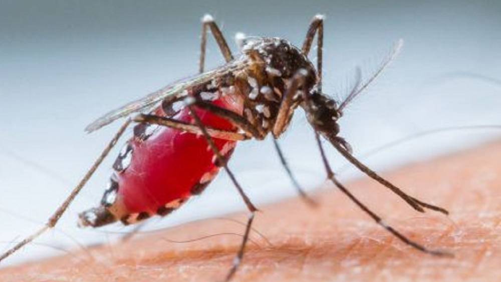 Philippines: Le bilan des décès dus à la dengue s'élève à 642