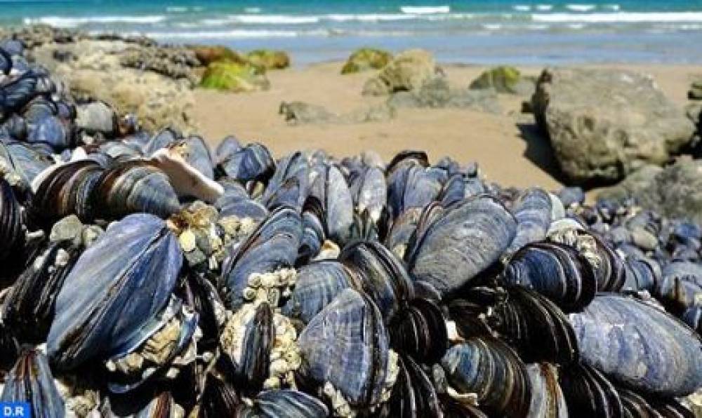 Dakhla : Interdiction de la récolte et la commercialisation des coquillages issus de Duna Blanca et Tiniguir 1