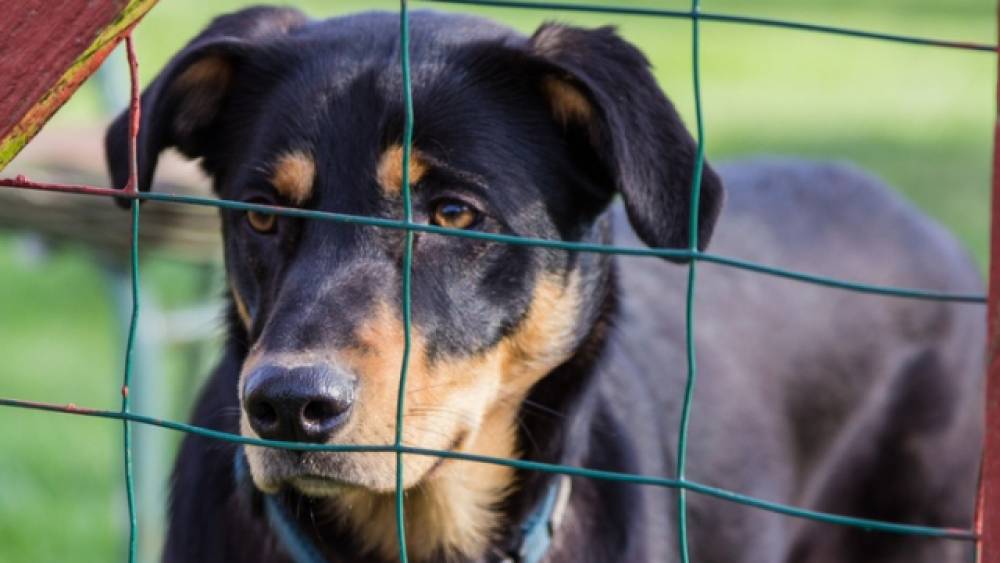 Harhoura: un chien rottweiler blesse grièvement deux personnes, son propriétaire placé en détention préventive