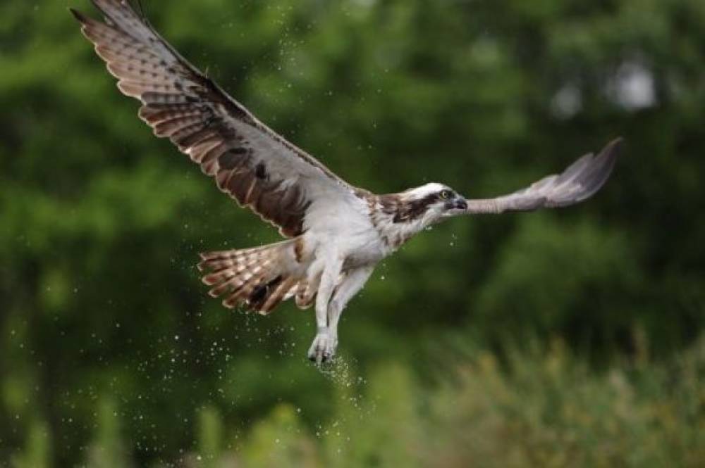 Ornithologie : Disparu au Portugal, un balbuzard pêcheur écossais refait surface au Maroc