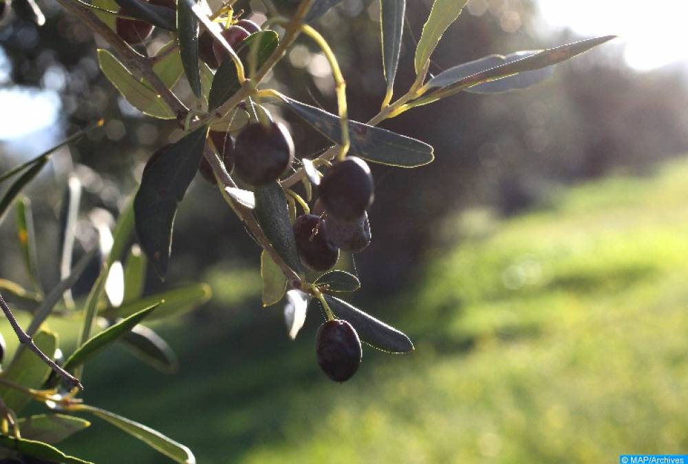 Guercif : La filière oléicole résiliente face au déficit pluviométrique