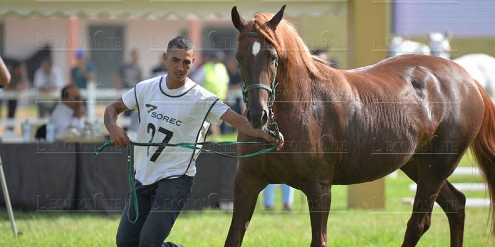 Courses de Chevaux: 9ème édition du Morocco International Meeting à Casablanca