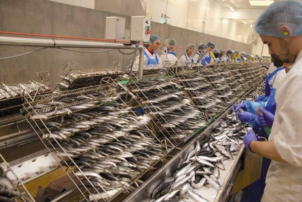 Industrie de la pêche : un CA à l’export avoisinant 31 MMDH en 2023