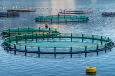 Aquaculture : 232 projets de fermes prévus par l’ANDA à l’horizon 2025