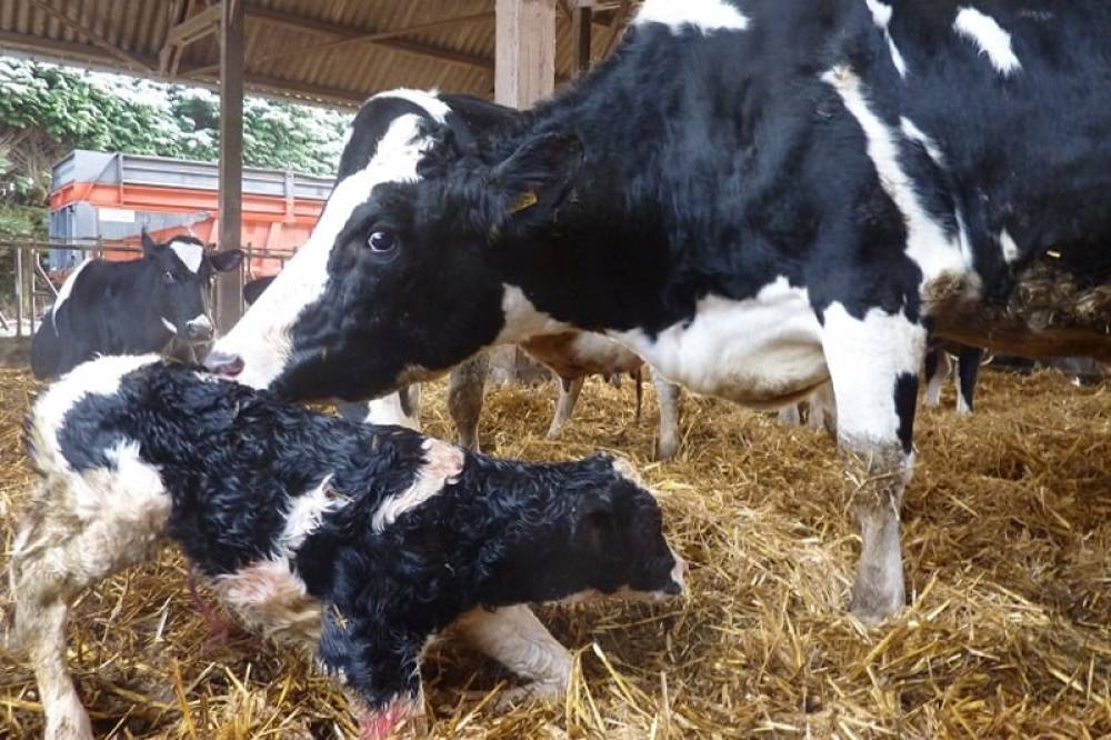 Interdiction de l’abattage des femelles reproductrices