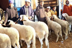 Aide directe aux éleveurs : 580.000 bénéficiaires à ce jour pour plus de 2,4 MMDH