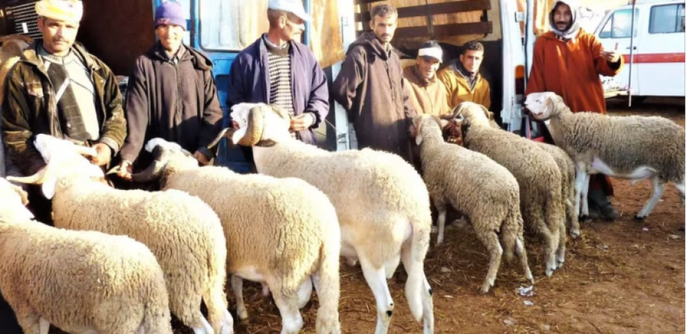 Aide directe aux éleveurs : 580.000 bénéficiaires à ce jour pour plus de 2,4 MMDH