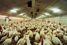 Grippe aviaire : premier foyer dans un élevage de poulets dans l’Ouest français