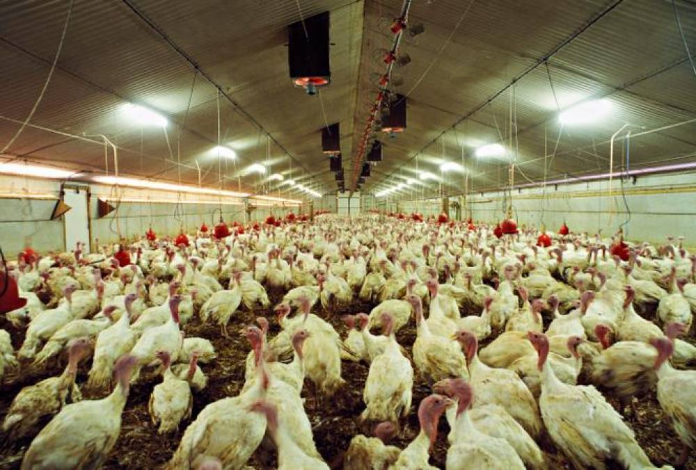 Grippe aviaire : premier foyer dans un élevage de poulets dans l’Ouest français