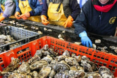 Tétouan-Chefchaouen : Interdiction de la récolte et la commercialisation des produits conchylicoles issus de deux zones classées