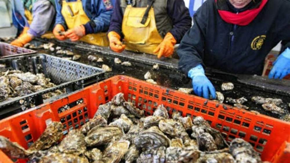 Tétouan-Chefchaouen : Interdiction de la récolte et la commercialisation des produits conchylicoles issus de deux zones classées