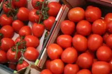 Tomates marocaines : l'Irlande devient un marché émergent avec des importations en forte hausse