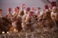Espagne : une enquête dément la rumeur du "million de tonnes" de poulet importé du Maroc