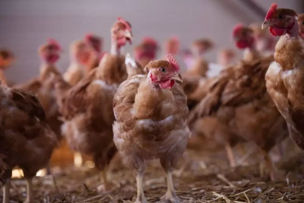 Espagne : une enquête dément la rumeur du "million de tonnes" de poulet importé du Maroc