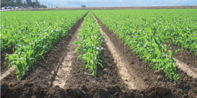 Campagne agricole 2019-2020 : Les exportations des produits alimentaires agricoles en hausse