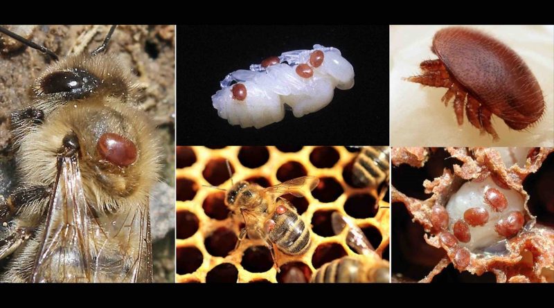L’apiculture au Maroc menacée par le Varroa destructor
