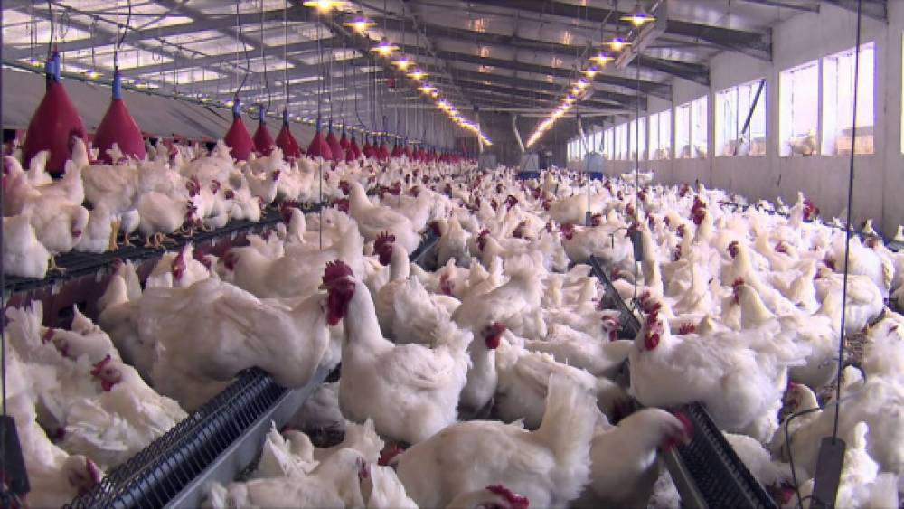 Le poulet à 20 dirhams le kilogramme: les raisons d'une nouvelle flambée des prix