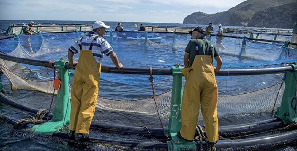 L’ANDA vient de lancer un appel d’offres: Une nouvelle stratégie aquacole à l’étude