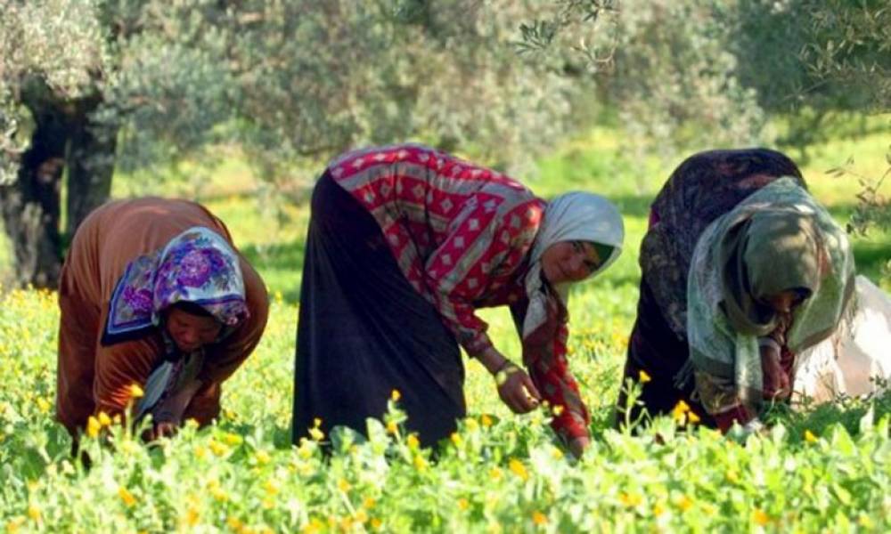 Sécurité alimentaire : le rôle crucial de la femme rurale mis à l'honneur