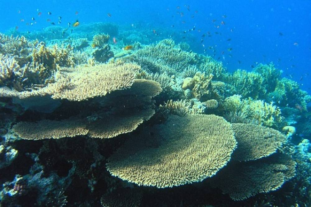 Disparition de 14% du corail dans le monde entre 2009 et 2018