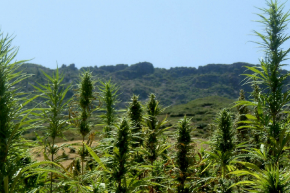 Cannabis médical: une 1ère conférence internationale à Tanger