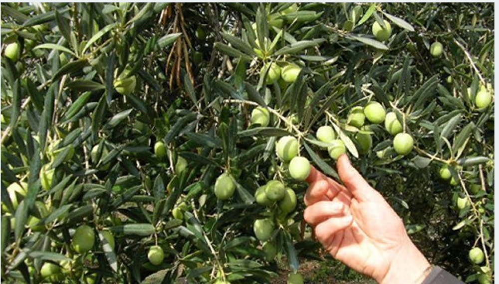 Oléiculture: La production d’olives dépendra des pluies dans les prochains jours