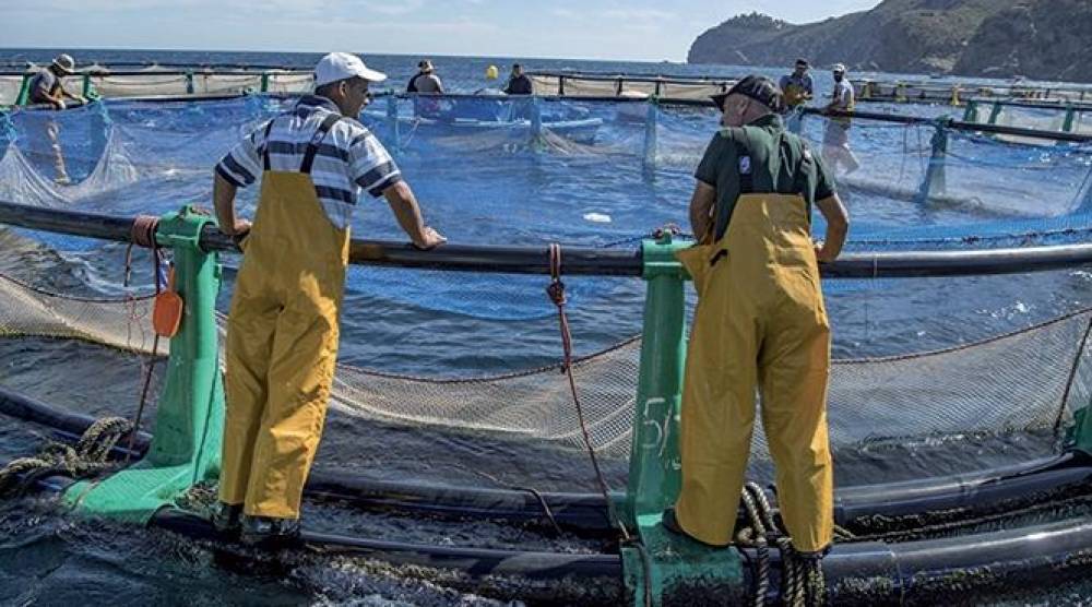 Aquaculture: appel à manifestation d'intérêt pour l’accompagnement de projets innovants à Souss-Massa