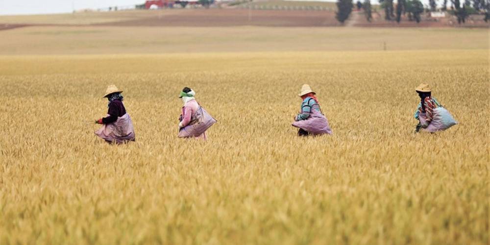 Fès-Meknès : bilan positif de la campagne agricole 2020-2021